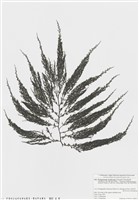 藏品(海黍子馬尾藻)的圖片